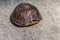 Box turtle hiding in its shell Royalty Free Stock Photo