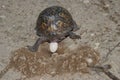 Box Turtle laying her eggs in sand. Royalty Free Stock Photo