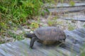 The Gopher Tortoise looks for the best place to hop off the wooden walkway