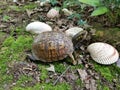 Box turtle on mossy ground with seashells
