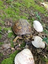 Box turtle on mossy ground with seashells looking forward