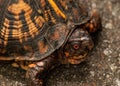 Box Turtle Royalty Free Stock Photo