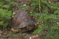 Box Turtle Royalty Free Stock Photo