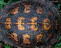 Box Turtle shell texture Royalty Free Stock Photo