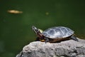 Box Turtle Sunning on a Rock