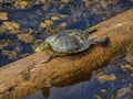 Box Turtle Sunning It Up