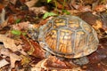 Box Turtle (Terrapene carolina) Royalty Free Stock Photo