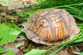 Box Turtle (Terrapene carolina) Royalty Free Stock Photo