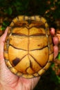 Box Turtle (Terrapene carolina) Royalty Free Stock Photo