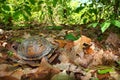 Box Turtle (Terrapene carolina) Royalty Free Stock Photo