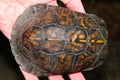 Box Turtle (Terrapene carolina)