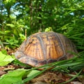Box Turtle (Terrapene carolina) Royalty Free Stock Photo