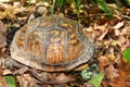 Box Turtle (Terrapene carolina) Royalty Free Stock Photo