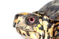 Box turtle upside down Royalty Free Stock Photo