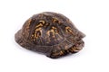 Box turtle on white background Royalty Free Stock Photo
