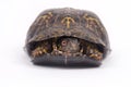 Box turtle on white background Royalty Free Stock Photo
