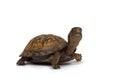 Box turtle on white background