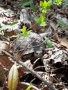 Box Turtle in the woods Royalty Free Stock Photo