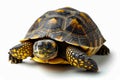 Box turtle with yellow and red shell is looking at something. Generative AI Royalty Free Stock Photo