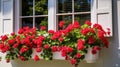 box window flower boxes