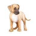 Boxador cross breed between labrador boxer dog watercolor digital art illustration. Cute fluffy puppy full length portrait. Boxer Royalty Free Stock Photo