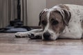 Boxador dog lying and relaxing on the ground at home Royalty Free Stock Photo