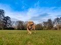 Boxador Dog In A Park Carrying A Stick