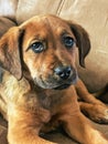 Boxador Puppy Looking Cute - Labrador Boxer Mix Royalty Free Stock Photo