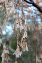 Boxelder Acer negundo Tree Seed Pods