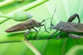 Boxelder Bug