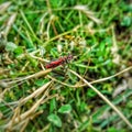 Boxelder bug black and orange Royalty Free Stock Photo