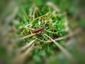 Boxelder bug black and orange Royalty Free Stock Photo