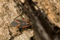 Boxelder Bug - Boisea trivittata