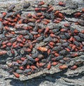 Boxelder bug Boisea trivittata infestation