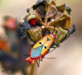 Boxelder Bug Royalty Free Stock Photo