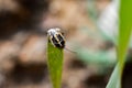 Boxelder bug on the leaf of a grass Royalty Free Stock Photo