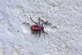 Boxelder Bug Nymph   820580 Royalty Free Stock Photo