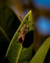 Boxelder Bug Resting on Green Leaf in Natural Sunlight Royalty Free Stock Photo