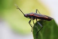 Boxelder bug