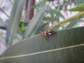 Boxelder bug in oleander leaf Royalty Free Stock Photo