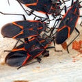 Boxelder Bugs (Boisea trivittata) in Illinois Royalty Free Stock Photo