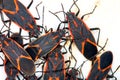 Boxelder Bugs (Boisea trivittata) in Illinois Royalty Free Stock Photo