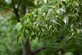 Boxelder maple/Acer negundo