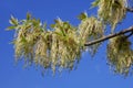 Boxelder maple flowering