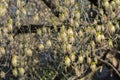 Boxelder maple flowers closeup selective focus