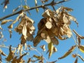 Boxelder maple seeds against the azure sky