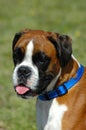 Boxer Royalty Free Stock Photo