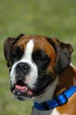 Boxer Royalty Free Stock Photo