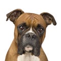 Boxer (2 years) Royalty Free Stock Photo