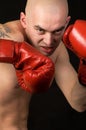 Boxer. Royalty Free Stock Photo